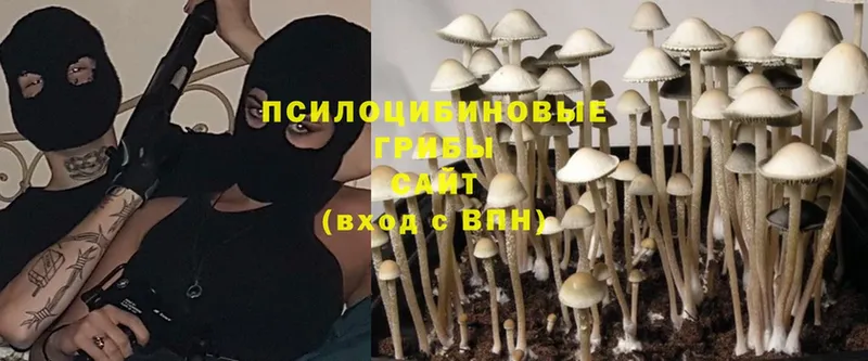 kraken ССЫЛКА  Микунь  Галлюциногенные грибы GOLDEN TEACHER 